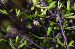 Pittosporum divaricatum