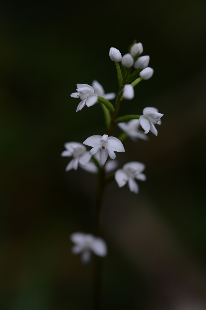 Cranichis cochleata