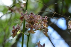 Trichocentrum andreanum