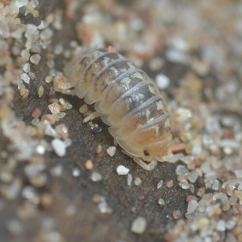 Representative image of Armadillidium album