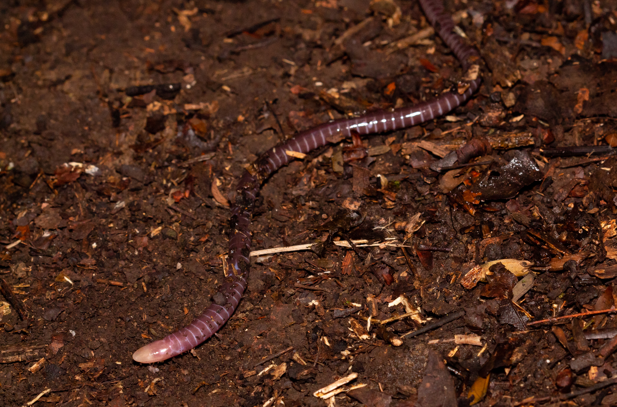 Mountain Caecilian photo 4