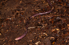 Mountain Caecilian photo 3