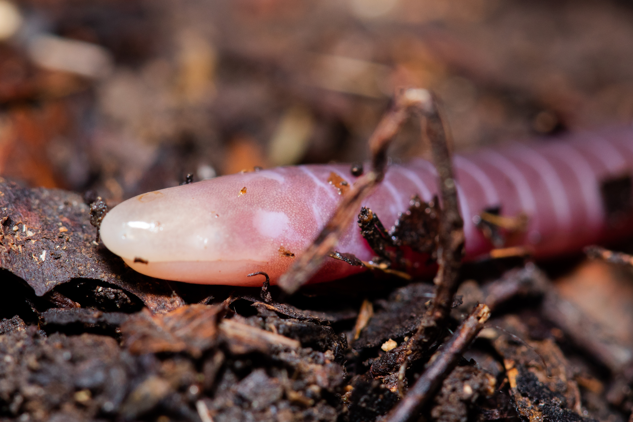 Mountain Caecilian photo 5