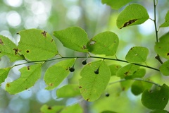 Phyllanthus mocinianus