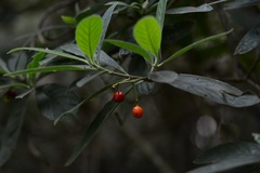 Psychotria erythrocarpa