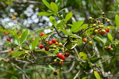 Psychotria erythrocarpa