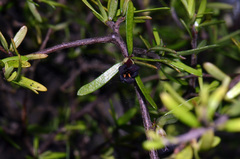 Pittosporum divaricatum
