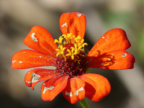 Peruvian zinnia