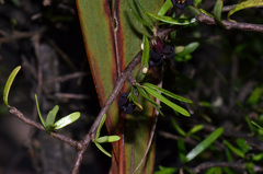 Pittosporum divaricatum