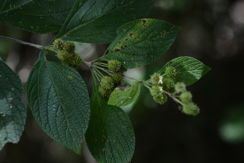 Lippia cardiostegia (Lippia cardiostegia)