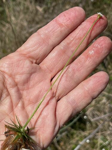 Texas pipewort (Eriocaulon texense)