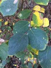 Dirca occidentalis