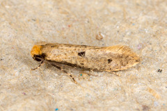 Tinea trinotella