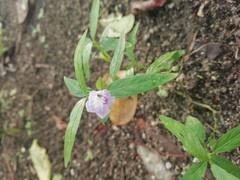 Sesamum indicum