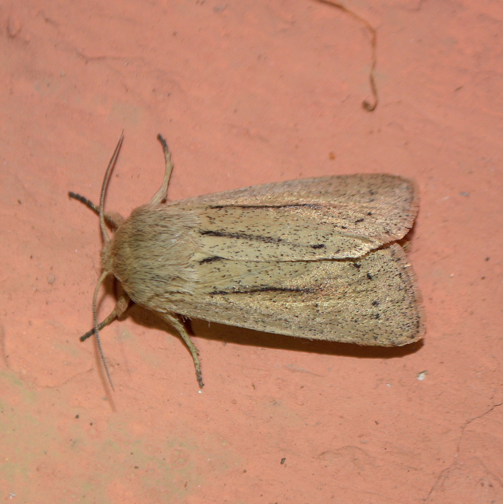 Tripseuxoa strigata
