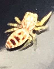 Hentzia