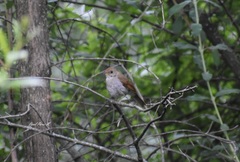 Catharus occidentalis