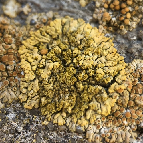Representative image of Calogaya decipiens