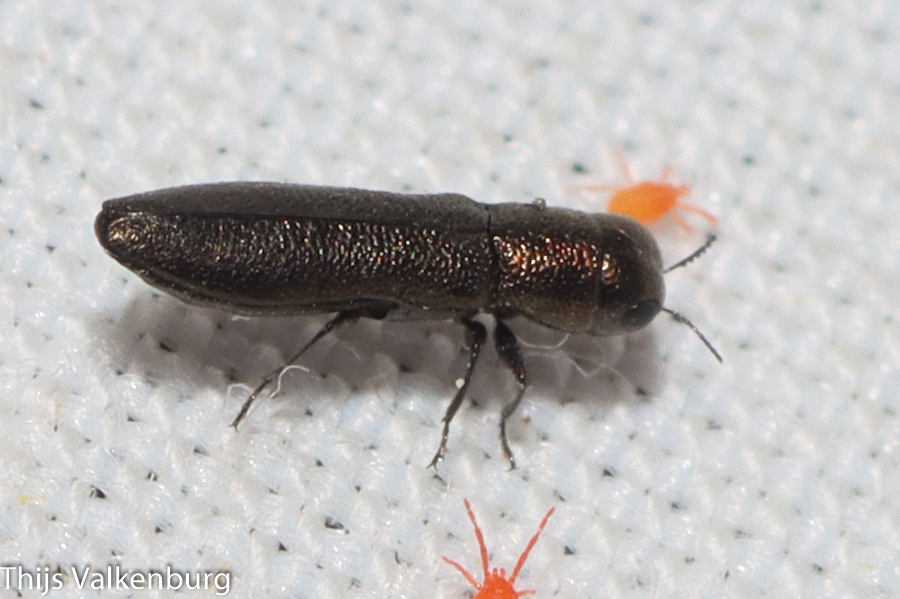 Cylindromorphus parallelus