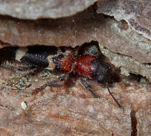 European Red-bellied Clerid, photo 5 of 10