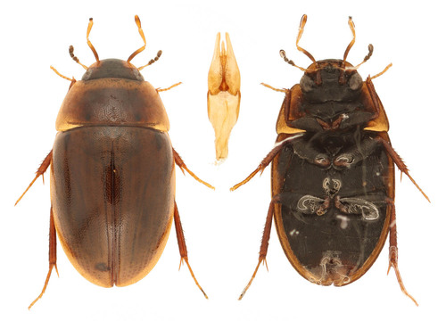 Ochre Water Scavenger Beetle