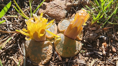 Lithops orpenii L.Bolus 2
