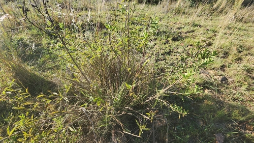 Image of Lippia rehmannii by (c) Suvarna Parbhoo Mohan, some rights reserved (CC BY-SA)