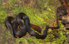 Northern Rusty-Headed Snake photo 3