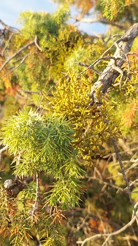 Image of Arceuthobium oxycedri by (c) Алена Ручка, some rights reserved (CC BY)