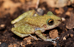 Limestone Rainfrog photo 3