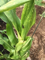 Placosternus crinicornis