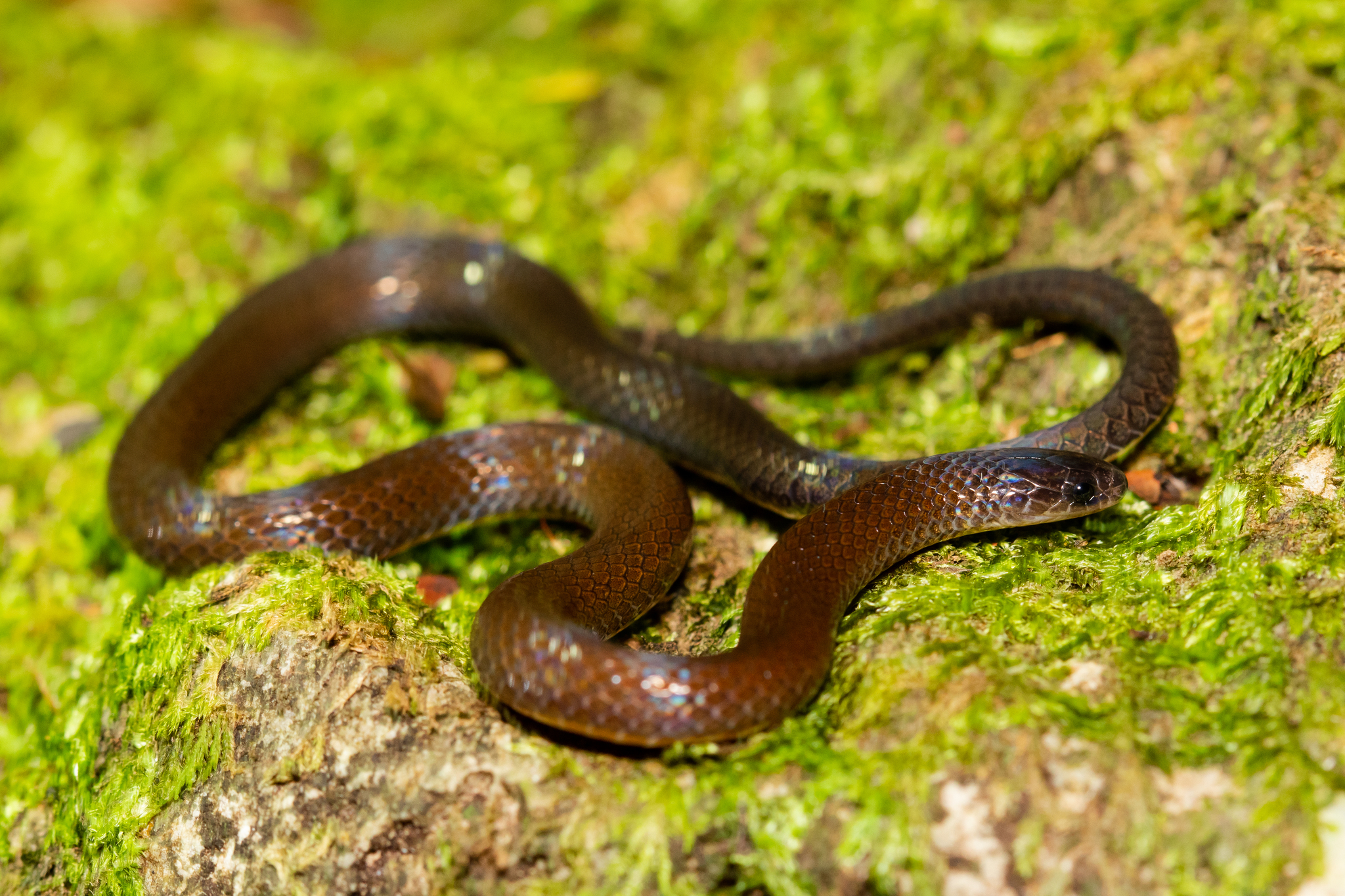 Linton's Dwarf Short-Tail Snake photo 3