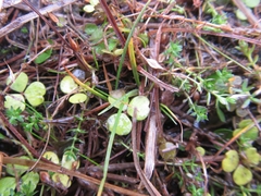 Hydrocotyle hydrophila