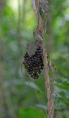 Chondrodendron