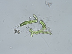 Chaetophorales