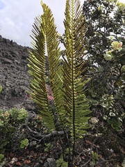 Polypodium pellucidum