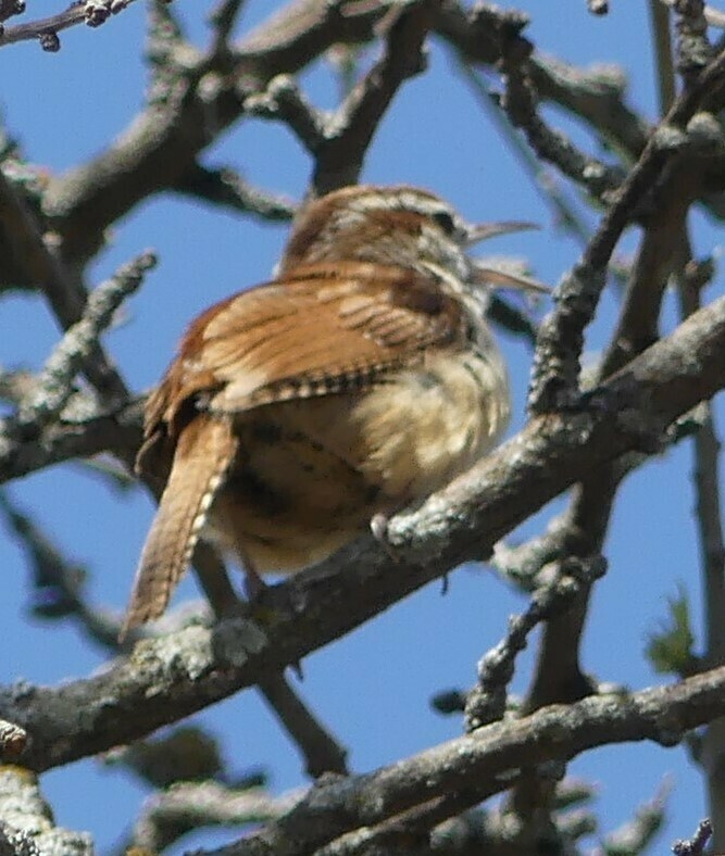 Carolina Wren from Olathe, KS, USA on April 17, 2023 at 10:56 AM by ...