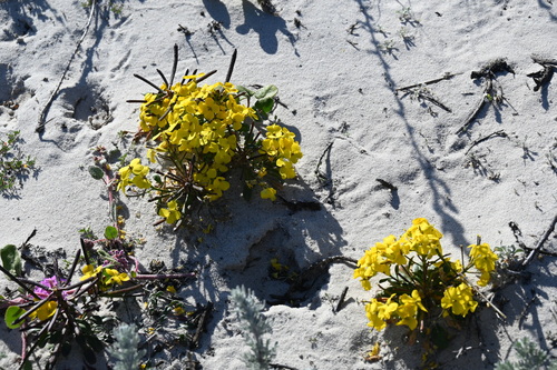 Image of Erysimum menziesii by (c) Karen Kincy, some rights reserved (CC BY)