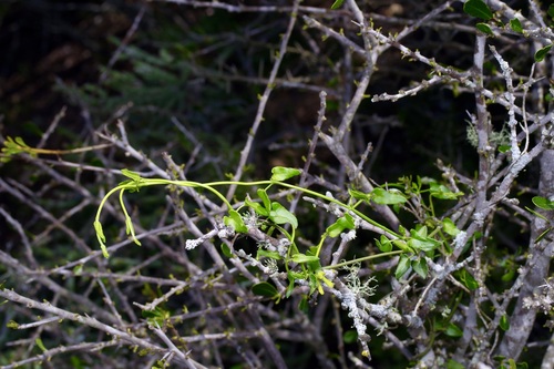 Image of Matelea sagittifolia by (c) Michelle W. （鍾偉瑋）, some rights reserved (CC BY)