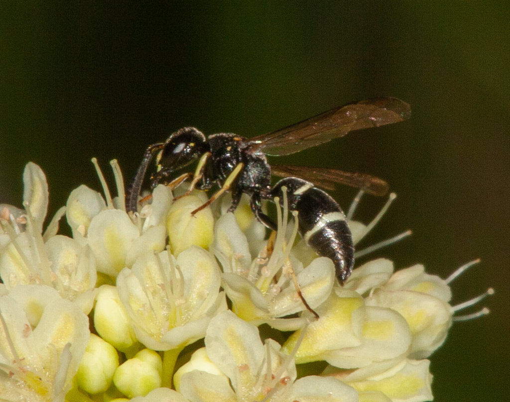 Stenodynerus lucidus from Silverthorne, CO 80498, USA on July 10, 2007 ...