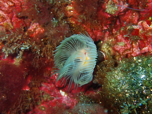 Red-spotted Horseshoe, Île Moyade, Marseille, France, photo 6 of 10