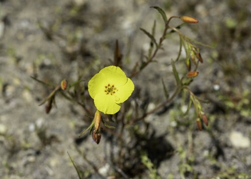 Mojave suncup (Camissonia campestris)
