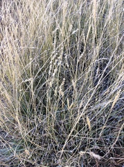 Hilaria