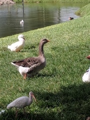 Anser anser domesticus