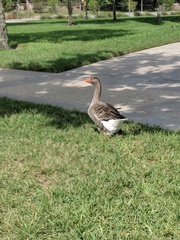 Anser anser domesticus