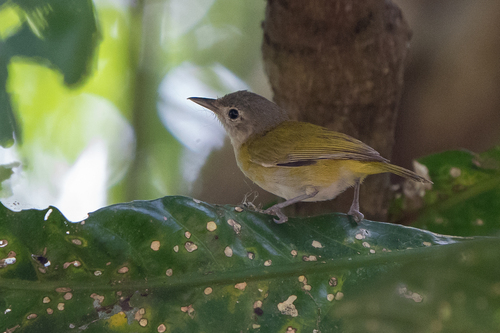Lesser Greenlet (Pachysylvia decurtata), photo 7