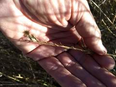 Baccharis brachyphylla