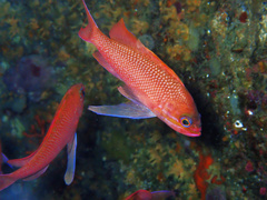 Anthias anthias