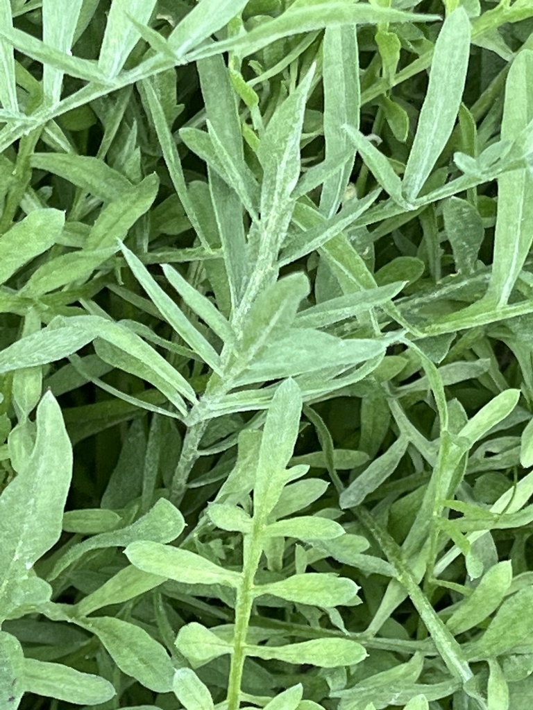 spotted knapweed from Black Rock Rd, Hanover, PA, US on April 17, 2023