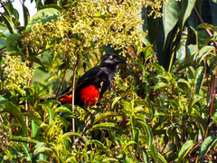 Hypopyrrhus pyrohypogaster